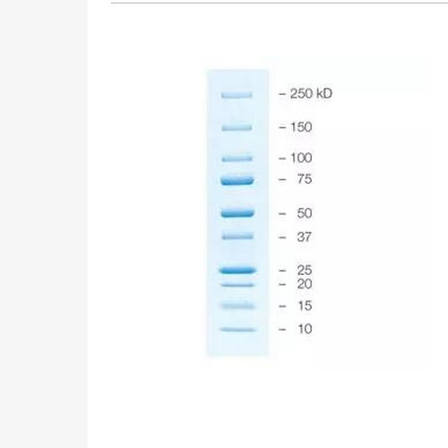 Bio-rad伯樂Precision Plus Protein藍(lán)色預(yù)染蛋白marker 1610373/1610393