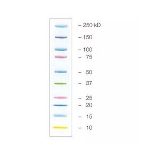 伯樂Precision Plus Protein Kaleidoscope 藍(lán)色預(yù)染蛋白marker 1610375/1610395