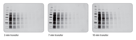 BIO-RAD Trans-Blot®Turbo美國(guó)伯樂全能型蛋白轉(zhuǎn)印系統(tǒng)1704150