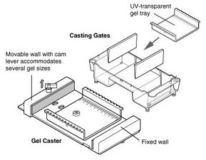 Mini-Sub Cell GT Cell美國(guó)伯樂(lè)小型水平電泳槽1704487