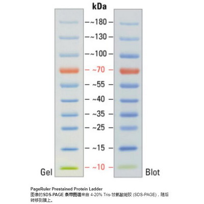 Thermo 預(yù)染蛋白marker26616_26617