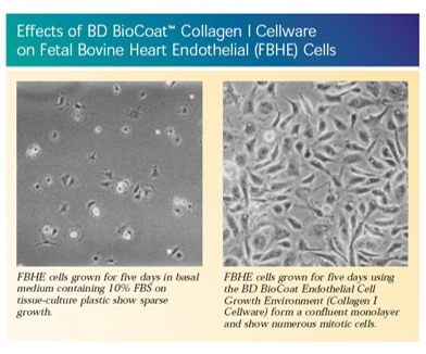 美國進(jìn)口BD BioCoat Matrigel多種膠原及蛋白