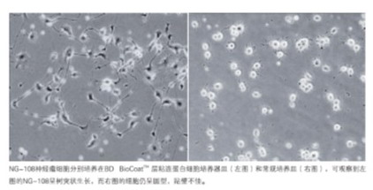 美國BD BioCoat Matrigel進(jìn)口多種膠原及蛋白