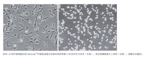 美國原裝進(jìn)口BD BioCoat Matrigel多種膠原及蛋白