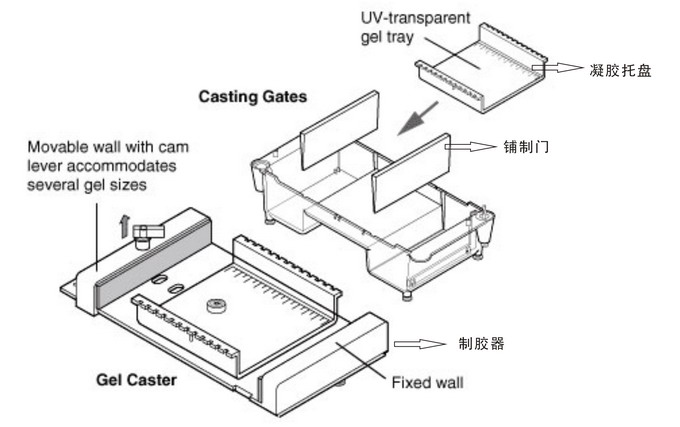 美國Bio-rad伯樂Sub-Cell Model 96水平型電泳槽