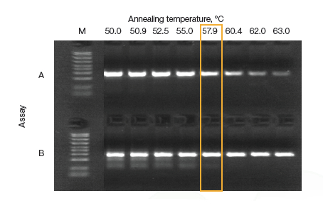 Bio-rad伯T100 PCR儀，1861096梯度pcr